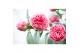 Camellia japonica volunteer premium 