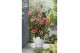 Camellia japonica volunteer premium 