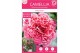 Camellia japonica volunteer premium 