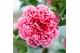 Camellia japonica volunteer premium 