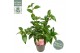 Camellia japonica volunteer premium 