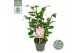 Camellia japonica winter festival premium 