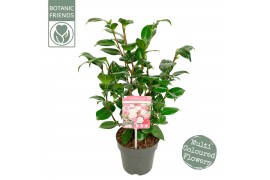 Camellia japonica winter festival premium