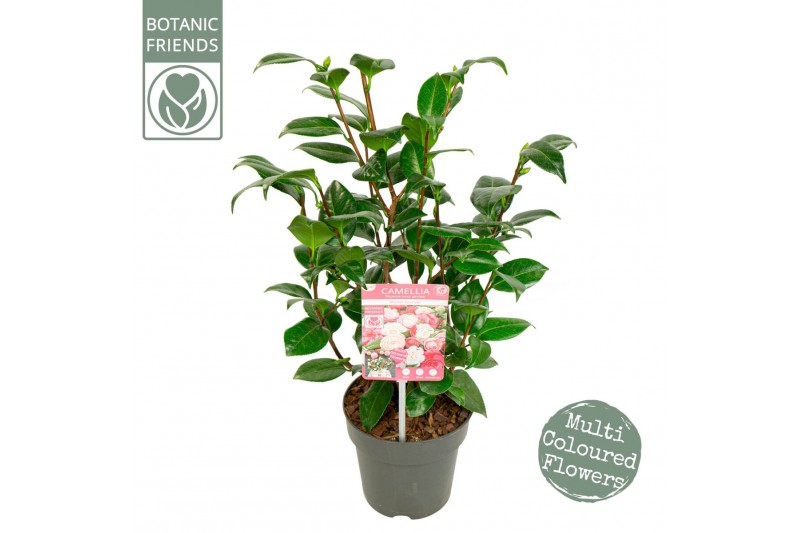 Camellia japonica winter festival premium 
