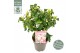 Camellia japonica winter festival premium 