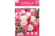 Camellia japonica winter festival premium 