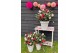 Camellia japonica winter festival premium 
