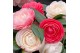 Camellia japonica winter festival premium 