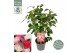 Camellia japonica winter festival premium 