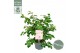 Camellia japonica winter perfume pink® premium 