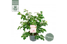 Camellia japonica winter perfume pink® premium
