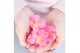 Camellia japonica winter perfume pink® premium 