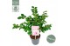 Camellia japonica winter perfume pink® premium 