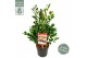 Camellia sasanqua yuletide premium 