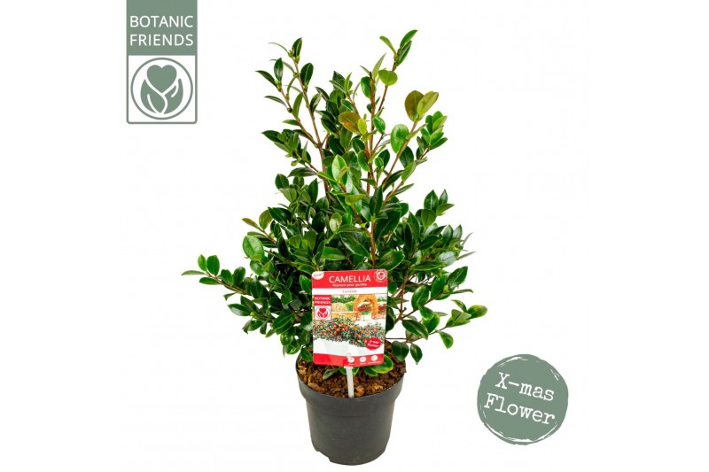 Camellia sasanqua yuletide premium 