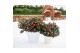 Camellia sasanqua yuletide premium 