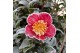 Camellia sasanqua yuletide premium 