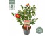 Camellia sasanqua yuletide premium 
