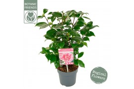 Camellia japonica bonomiana premium