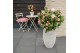 Camellia japonica bonomiana premium 