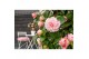 Camellia japonica bonomiana premium 