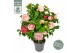 Camellia japonica bonomiana premium 