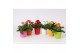 Gerbera mix belicht 2+ bl in foxtrot 