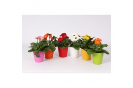 Gerbera mix belicht 2+ bl in foxtrot