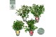 Camellia japonica mixlaag 