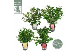 Camellia japonica mixlaag