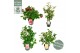 Camellia japonica mixlaag 
