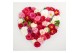 Camellia japonica mixlaag 