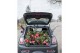 Camellia japonica mixlaag 