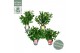 Camellia japonica mixlaag 