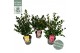 Camellia sasanqua premium mixlaag 