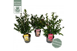 Camellia sasanqua premium mixlaag