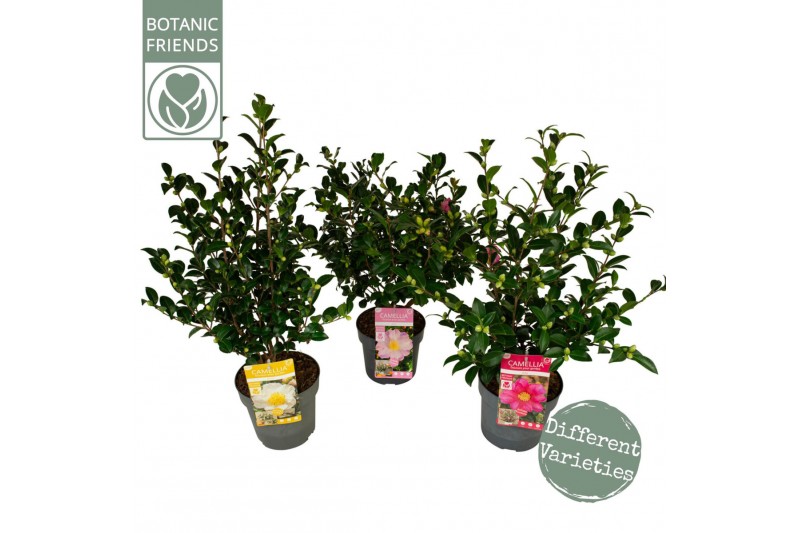Camellia sasanqua premium mixlaag 