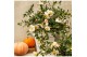 Camellia sasanqua premium mixlaag 