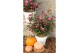 Camellia sasanqua premium mixlaag 