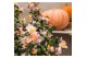 Camellia sasanqua premium mixlaag 