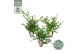 Camellia sasanqua premium mixlaag 