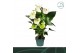 Anthurium andr. samora 5 bloem 