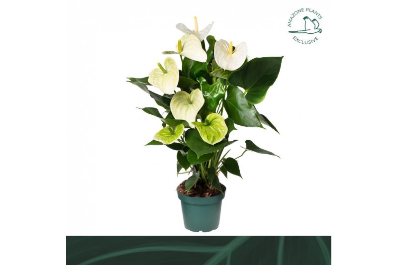 Anthurium andr. samora 5 bloem 