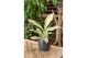 Aglaonema aqua green 