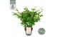 Camellia japonica winter perfume pearl premium 