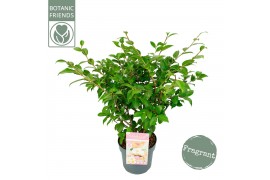 Camellia japonica winter perfume pearl premium
