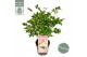 Camellia japonica winter perfume pearl premium 