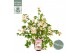 Camellia japonica winter perfume pearl premium 