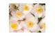 Camellia japonica winter perfume pearl premium 