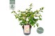 Camellia japonica winter perfume pearl premium 